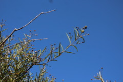 Cephalanthus salicifolius