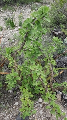 Jatropha neopauciflora