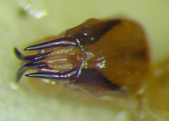 Eurygaster integriceps