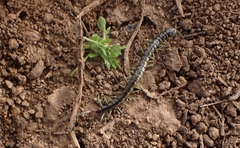 Scolopendra cingulata