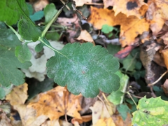 Erysiphe macleayae