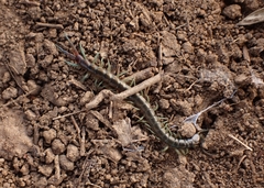 Scolopendra cingulata