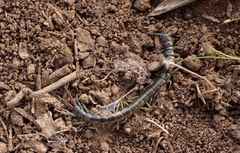 Scolopendra cingulata