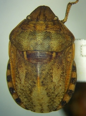Eurygaster maura