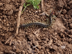 Scolopendra cingulata