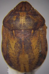 Eurygaster maura