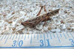 Schistocerca americana