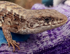 Elgaria coerulea coerulea