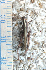 Schistocerca americana