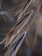 Bromus pectinatus