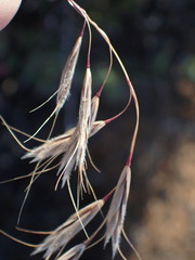 Bromus pectinatus