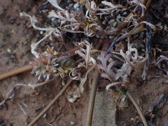 Lepidium desertorum