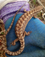 Elgaria coerulea coerulea