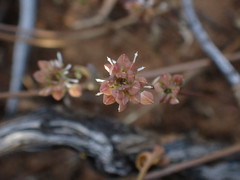Lepidium desertorum
