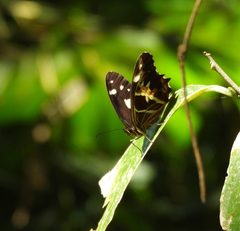 Oxeoschistus tauropolis tauropolis