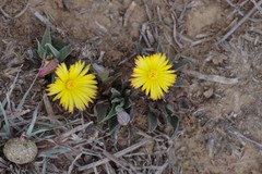 Bergeranthus multiceps