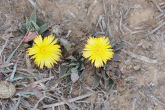 Bergeranthus multiceps