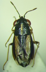 Geocoris ater