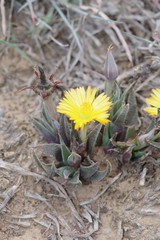 Bergeranthus multiceps