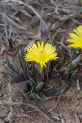 Bergeranthus multiceps