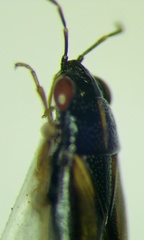 Geocoris ater