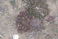 Euphorbia gorgonis