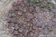 Euphorbia gorgonis