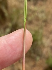 Moraea tripetala