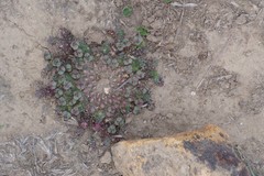 Euphorbia gorgonis