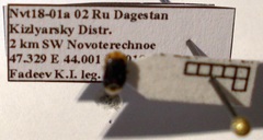 Geocoris erythrocephalus