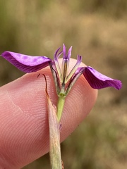 Moraea tripetala