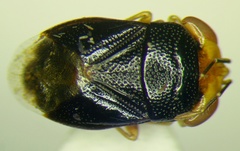 Geocoris erythrocephalus