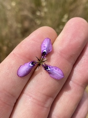 Moraea tripetala