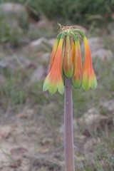 Cyrtanthus obliquus
