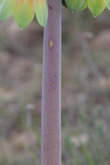 Cyrtanthus obliquus
