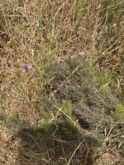 Moraea tripetala