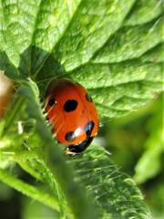 Ceratomegilla undecimnotata