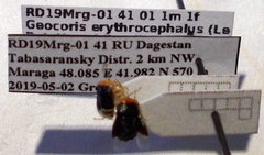 Geocoris erythrocephalus