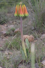 Cyrtanthus obliquus