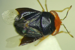 Geocoris erythrocephalus