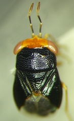 Geocoris erythrocephalus