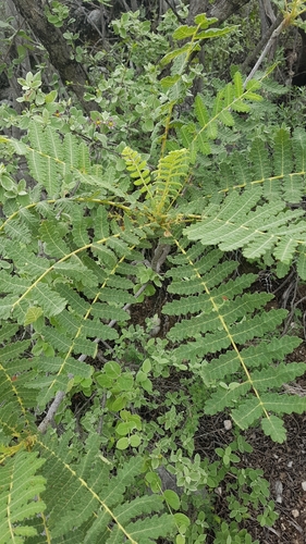 Actinocheita filicina (Actinocheita filicina)
