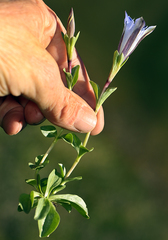 Gentiana newberryi newberryi