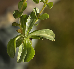 Gentiana newberryi newberryi
