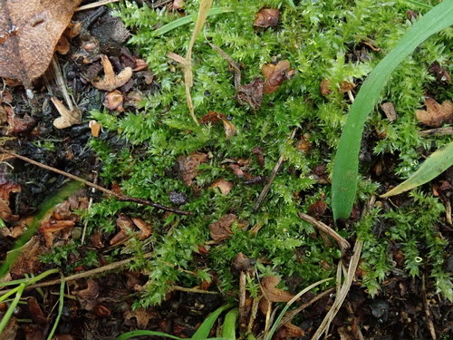 Image of Oxyrrhynchium speciosum by (c) Daniel Cahen, some rights reserved (CC BY)