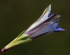 Gentiana newberryi newberryi