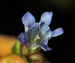 Gentiana newberryi newberryi