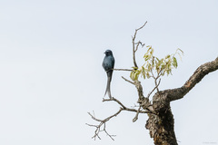 Dicrurus leucophaeus longicaudatus