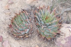 Aloe pratensis