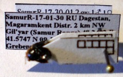 Geocoris erythrocephalus